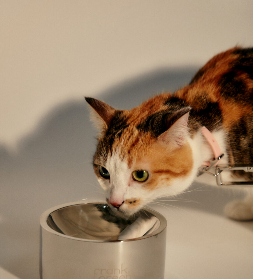 frank green pet water bowl cat