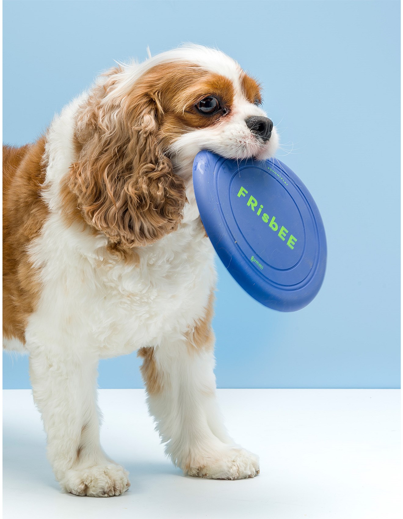 chewy frisbee