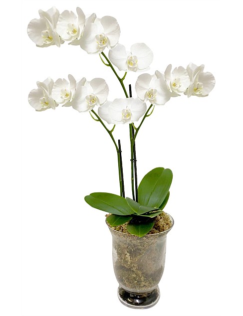 3 STEM PHALAENOPSIS IN VASE WRAPPED