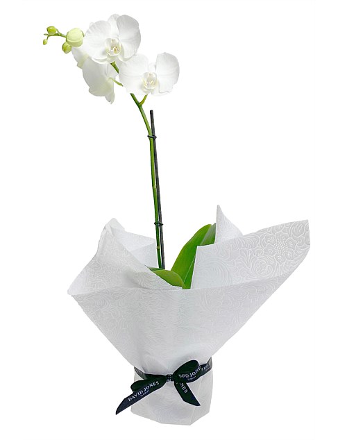 PHALAENOPSIS IN VASE WRAPPED