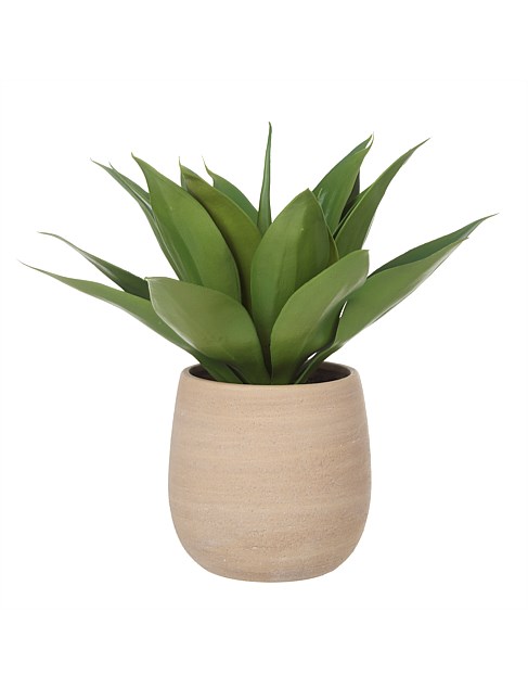 Agave-Tub Pot