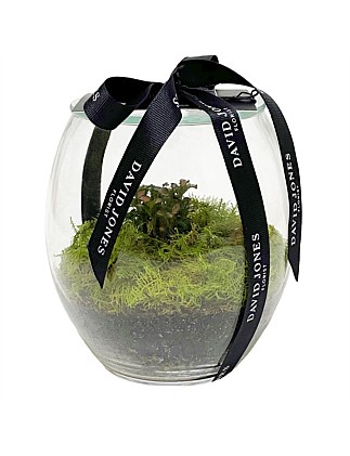 Terrarium Micro Living