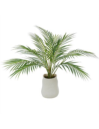 Phoenix Palm-Maliah Pot