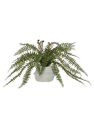 Boston Fern-Maliah Pot