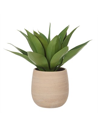 Agave-Tub Pot